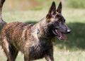 Dutch Shepherd Dog Breed InformationDutch Shepherd Dog Breed Rundown