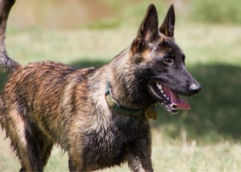 Dutch Shepherd Dog Breed InformationDutch Shepherd Dog Breed Rundown