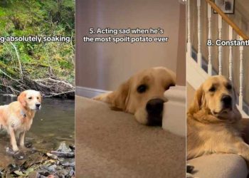 Golden Retriever Has ‘Zero Regrets’ About Doing These 10 Things