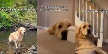 Golden Retriever Has ‘Zero Regrets’ About Doing These 10 Things