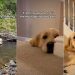 Golden Retriever Has ‘Zero Regrets’ About Doing These 10 Things