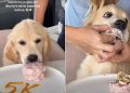 Video: Golden Retriever Puppy Practically Inhales Sweet Treat