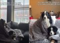 Video: Dogs Get Extra Comfy While Watching a Movie on a Winter Day