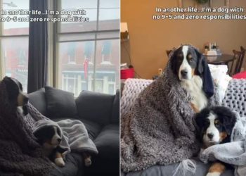 Video: Dogs Get Extra Comfy While Watching a Movie on a Winter Day