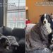 Video: Dogs Get Extra Comfy While Watching a Movie on a Winter Day