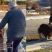 Video: Big Dog Helps Grandma Walk Safely on Ice