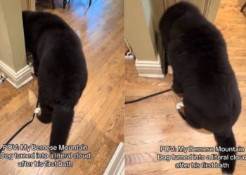 Video: Bernese Mountain Dog Is a ‘Literal Cloud’ After Bath