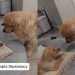 Video: Golden Retriever Puppy Startles Furry Big Brother at Treat Time