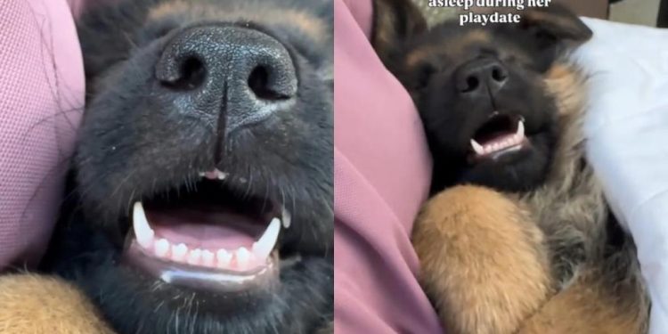 Video of Puppy Falling Asleep During Play Date Is Too Adorable To Miss