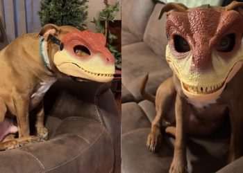 Video: Pit Bull Turns Into Cutest Dinosaur With Mask On