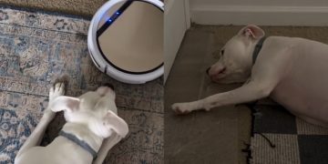 Video Documents Pit Bull’s Reaction With & Without Robot Vacuum