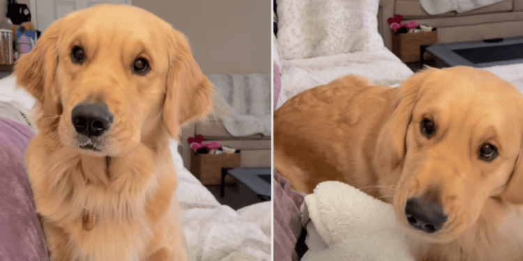 Video: Golden Retriever ‘Debriefs’ With Owner After Walk