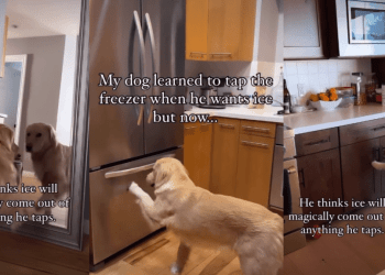 Video: Golden Retriever’s Ice Trick Takes an Unexpected Turn