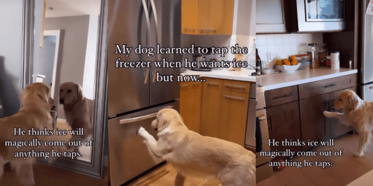 Video: Golden Retriever’s Ice Trick Takes an Unexpected Turn