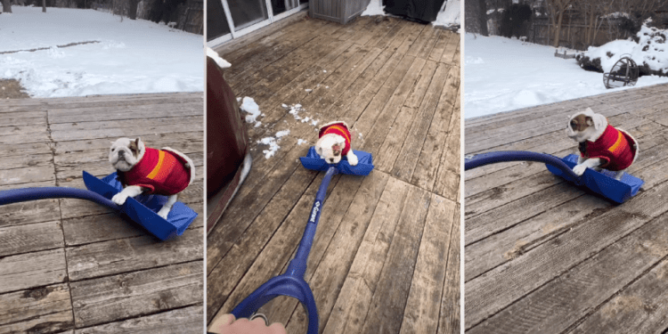 Dog Is a Bit Too in Love With the Snow Shovel