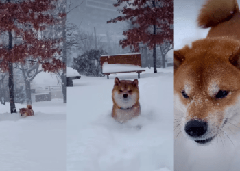 Video Shows What Happens When Snow Is Taller Than Dog’s Legs