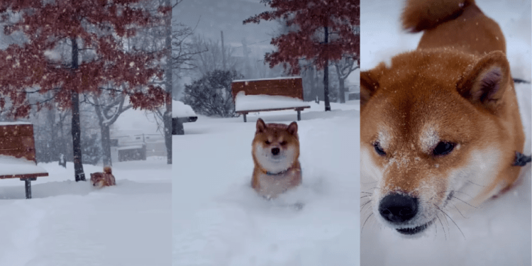 Video Shows What Happens When Snow Is Taller Than Dog’s Legs