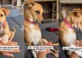 Watch This Dog’s Paw-Giving Skills Change Over the Years
