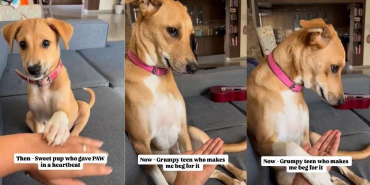 Watch This Dog’s Paw-Giving Skills Change Over the Years