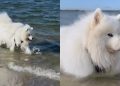 Video Proves If Samoyeds Have a Good Recall