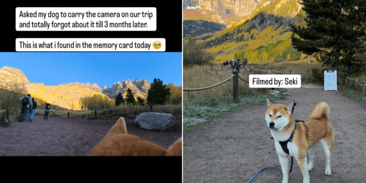 A Dog Carried a Camera for 3 Months — The Footage Will Melt You