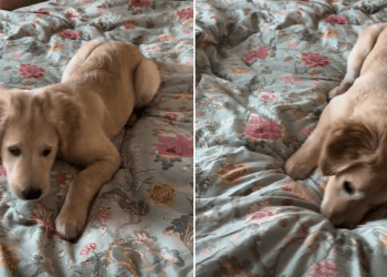Video of Golden Retriever Puppy Reacting to a Moving Bedsheet Will Make Your Day