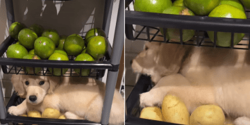 Golden Retriever Puppy Makes This Kitchen Storage Unit His Bed