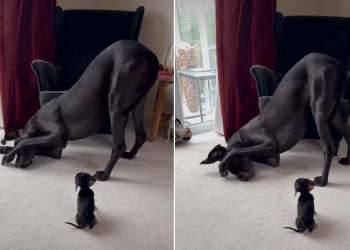 Video of Tiny Puppy Watching Big Dog Scrub His Face Is Everything