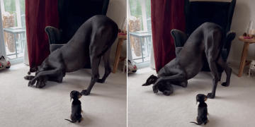 Video of Tiny Puppy Watching Big Dog Scrub His Face Is Everything