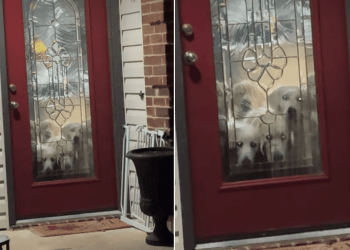 Video: Golden Retrievers Do This When They Don’t Get to Go Grocery Shopping
