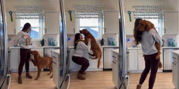 Video: Sleepy ‘Velcro Dog’ Demands Uppies From Mom