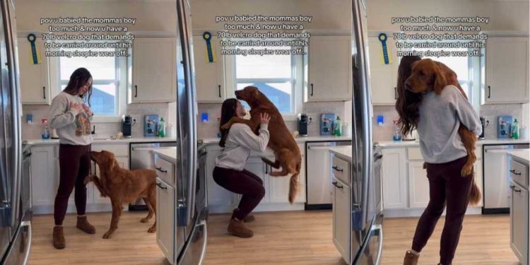 Video: Sleepy ‘Velcro Dog’ Demands Uppies From Mom