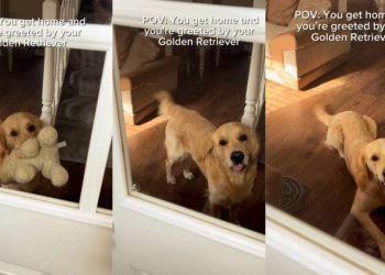 Golden Retriever Greets Owner Like This & It’s Impossible Not To Smile