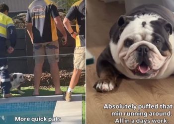 Video: Dog Reacts When the Plumber Friends Arrive Home
