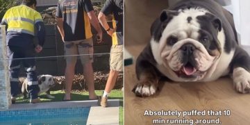 Video: Dog Reacts When the Plumber Friends Arrive Home