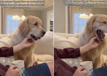 Video: Golden Retriever Takes Big Yawns While Getting Chin Rubs