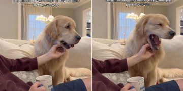 Video: Golden Retriever Takes Big Yawns While Getting Chin Rubs