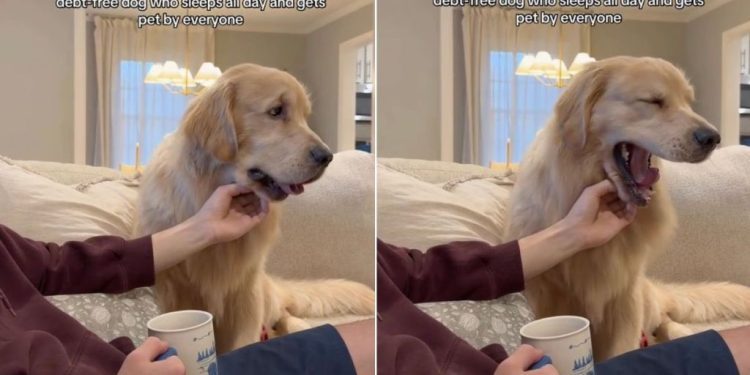 Video: Golden Retriever Takes Big Yawns While Getting Chin Rubs