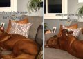 Dog Ignores His Name but Responds to the Sound of Chips in Funny Video