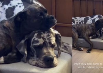 Big Dog & Furry Sibling Take Turns to Snuggle in Adorable Video