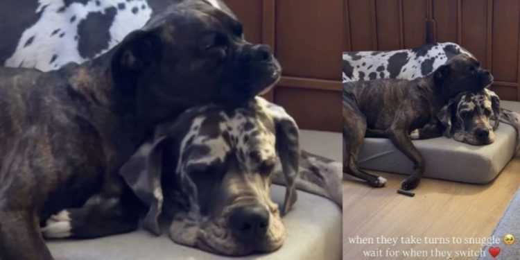 Big Dog & Furry Sibling Take Turns to Snuggle in Adorable Video