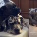 Big Dog & Furry Sibling Take Turns to Snuggle in Adorable Video