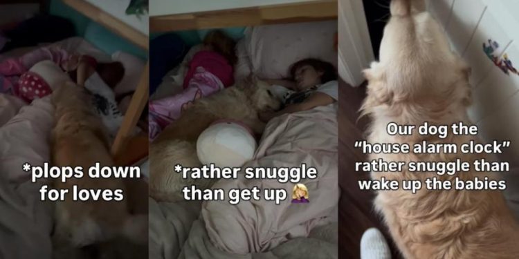Golden Retriever Tries to Wake the Kids — Ends Up Snuggling Instead