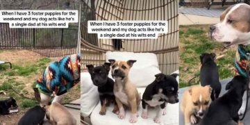 Video: Dog Turns Into ‘Single Dad’ With New Foster Puppies Around