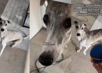 Video: Dog Gets a Pep Talk About Losing the Ball — Then Does This Repeatedly