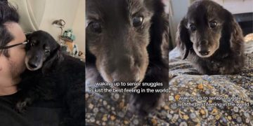 Senior Dog Crawling Toward Owner for Snuggles Is the Best Video You’ll Watch Today