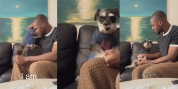 Dog Listens to ‘Dramatic Dad’ Intently in Funny Video