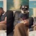Dog Listens to ‘Dramatic Dad’ Intently in Funny Video