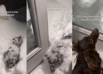 Video: Dog Proves She’s a ‘True Canadian Dachshund’