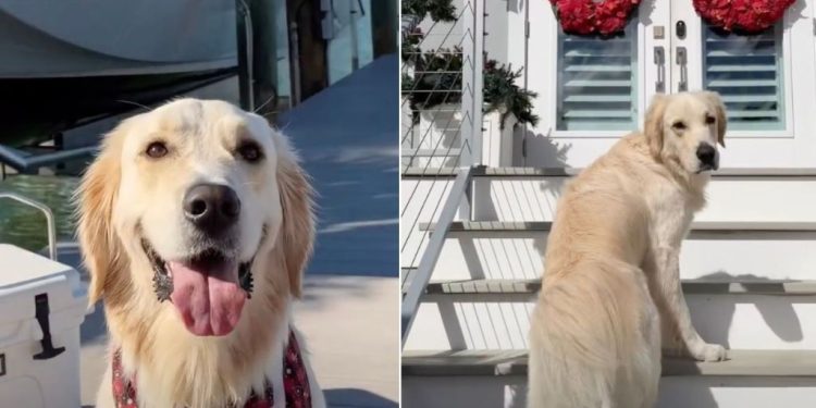 Video: Golden Retriever Treats Grandparents’ House as a ‘Resort’
